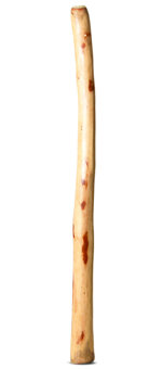 Natural Finish Flared Didgeridoo (TW1382)